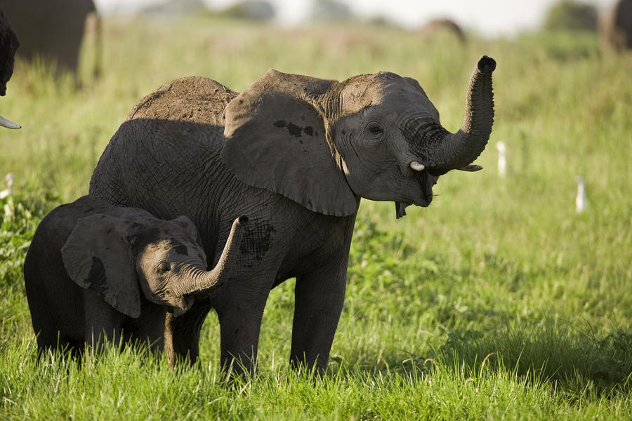 Africa's Elephants