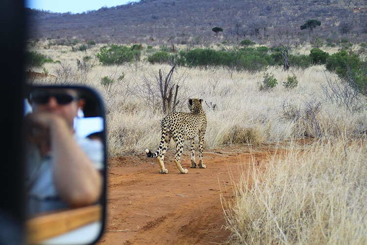 BornWild Travel Adventures  7 Amazing African Wild Animals To See