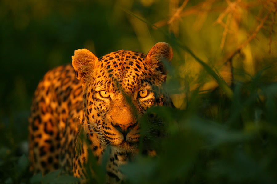 Okavango Delta Sunset