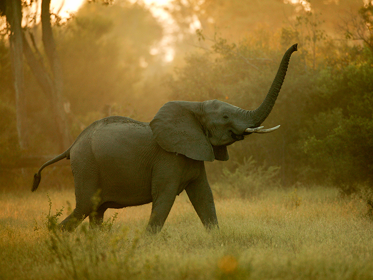 African Elephant (Loxodonta Africana)