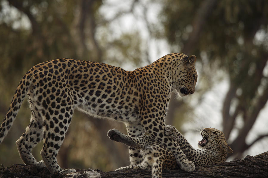 a-mother-leopard-playing-beverly-joubert