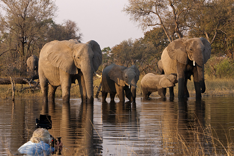 Filmmaker Dereck Joubert (left foreground) filming a herd of elephants from the water in Botswana. Beverly Joubert/© Wildlife Films