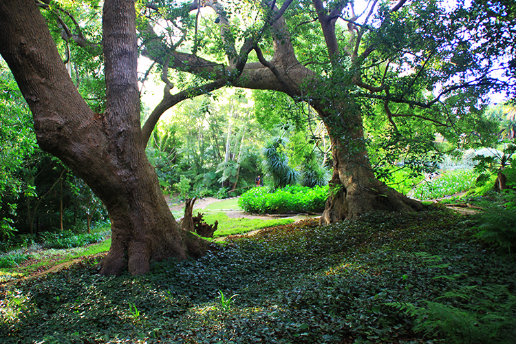 The Cellars-Hohenort Garden 4