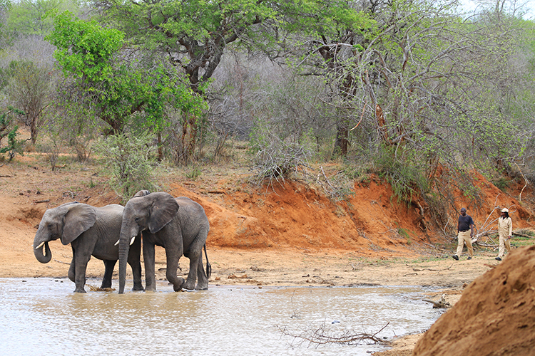 Elephants at Camp Jabulani 4