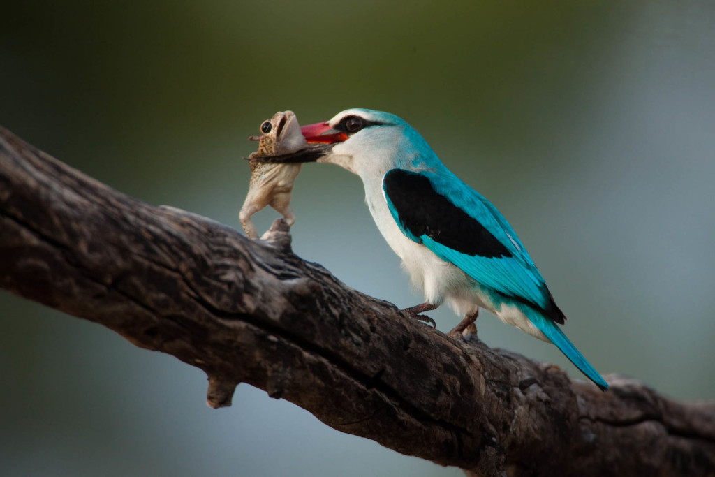 Woodland_Kingfisher_feeding_Zarafa