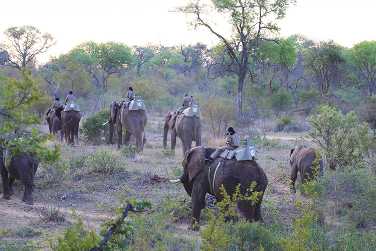 Elephantback Safari