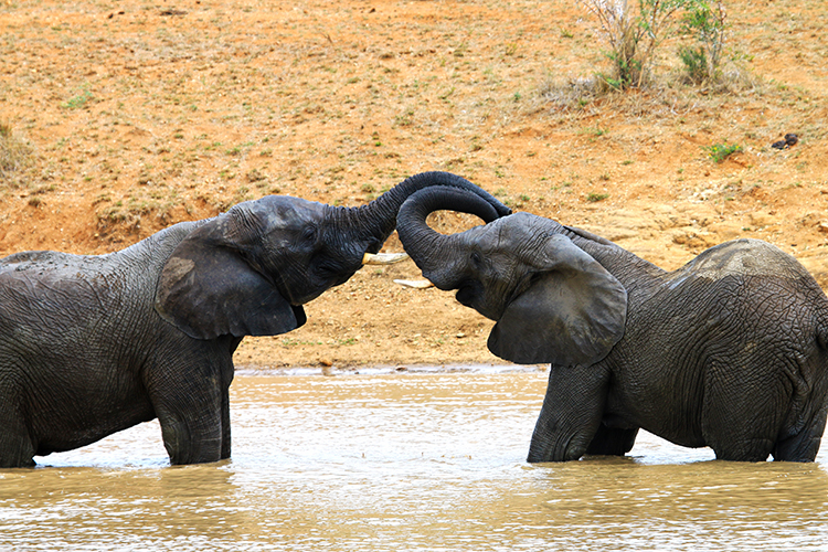 Elephants at Camp Jabulani 2