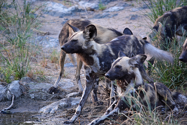 Londolozi 11