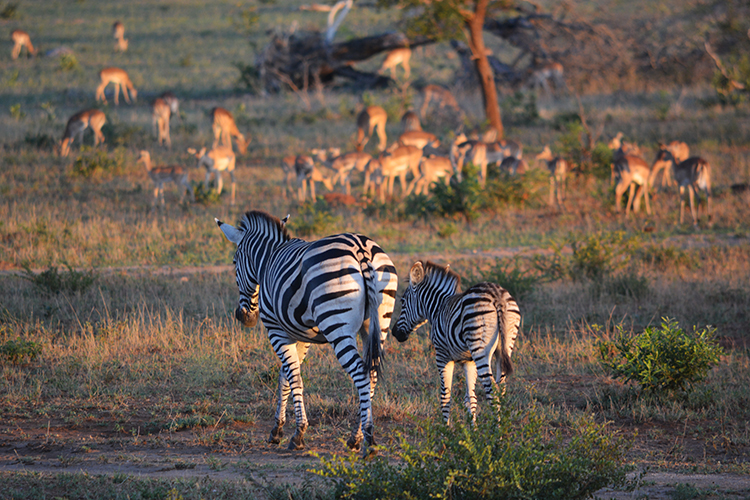 Londolozi 18