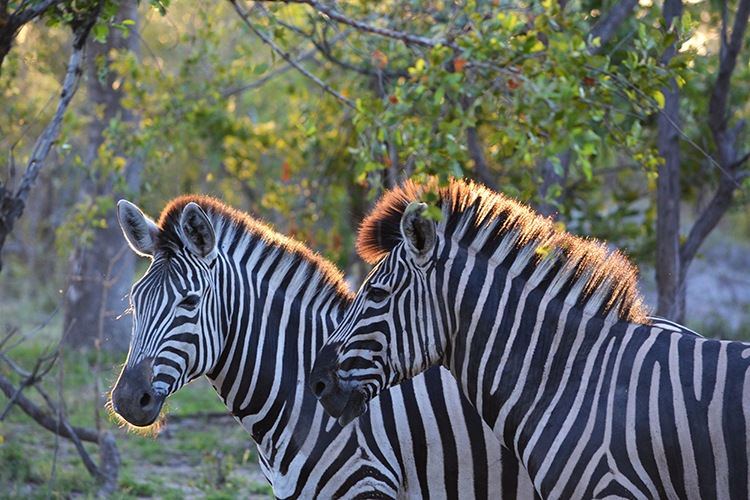 Londolozi 35