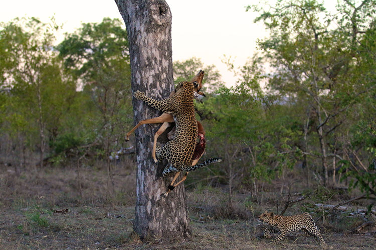 9-animal-instincts-in-the-wilderness-of-londolozi