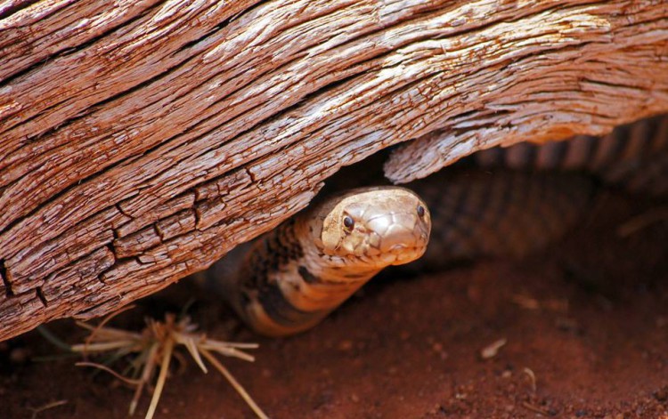 A Mozambique spitting cobra 