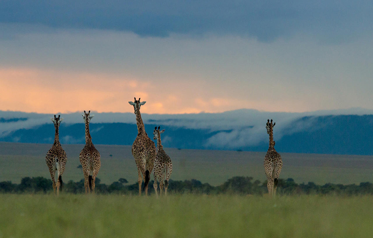 giraffe-in-the-masai-mara