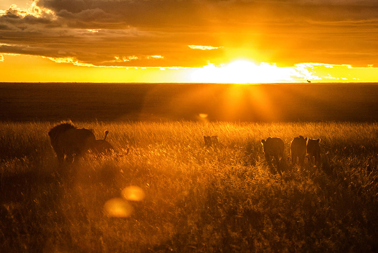 lions-in-the-olare-motorogi-conservancy