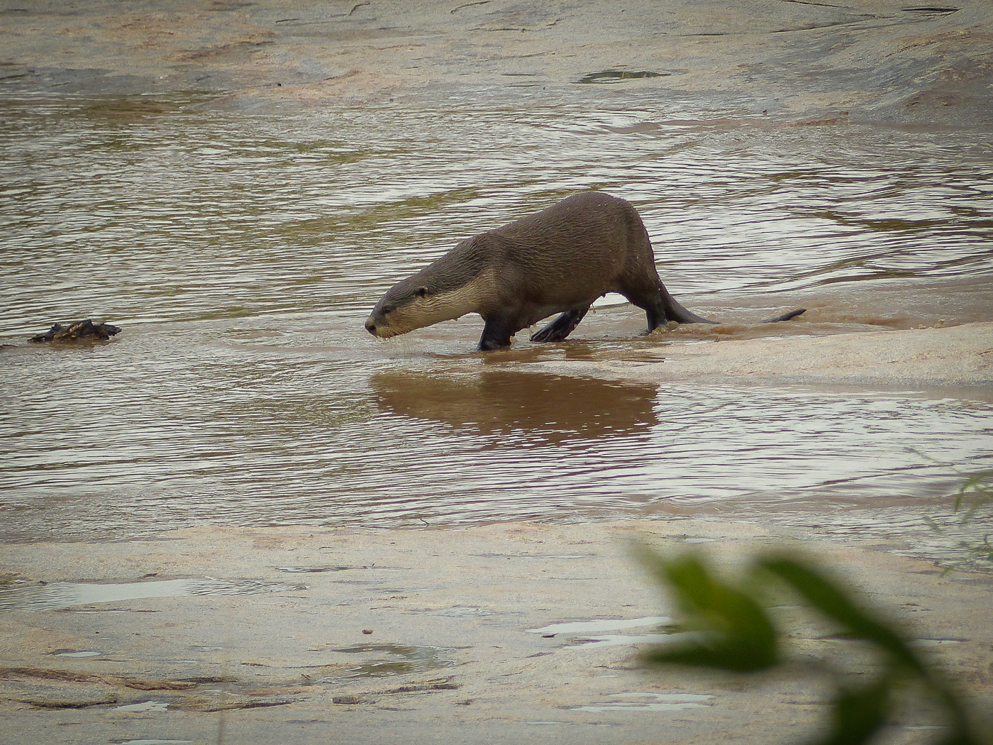 Otter