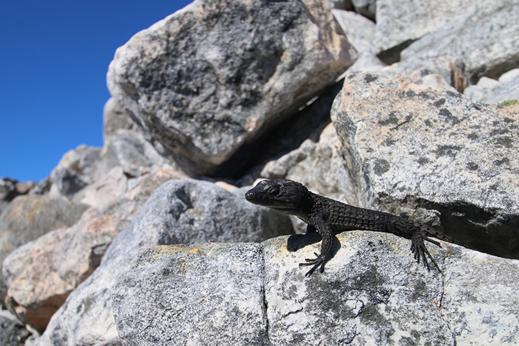 Table Mountain 1