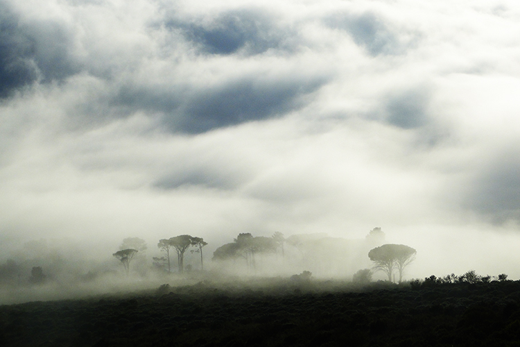 Table Mountain 13