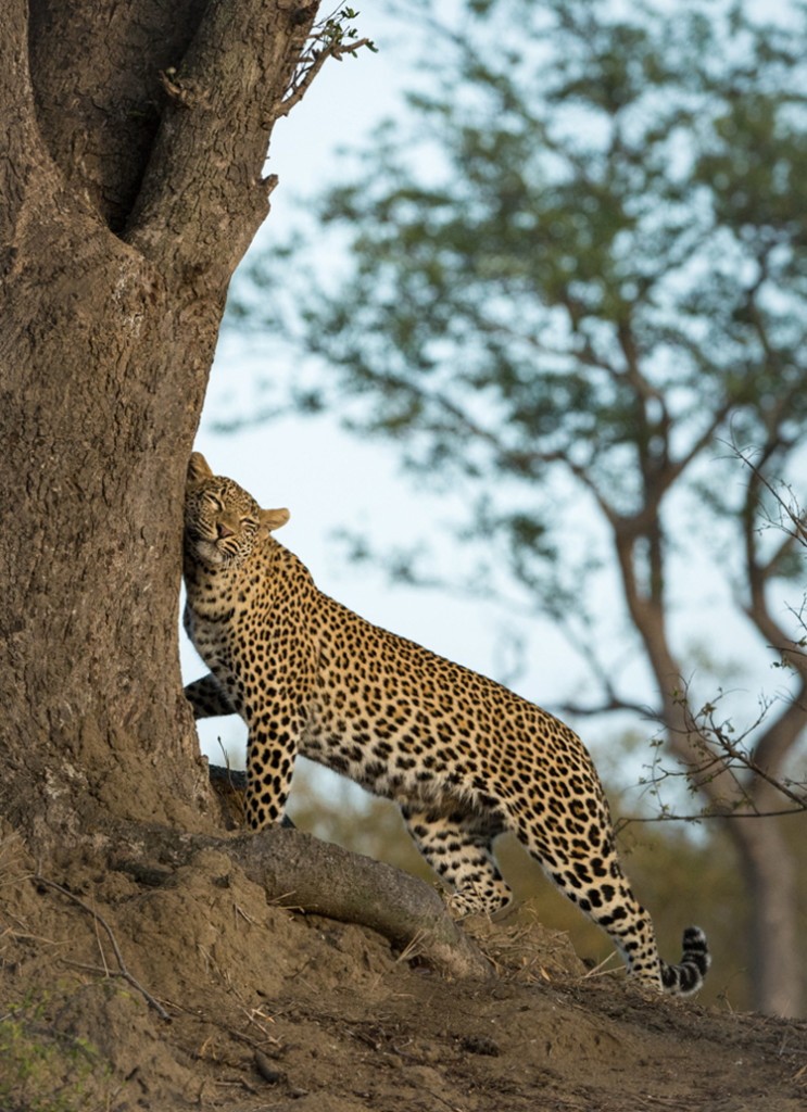 9 Animal Instincts In The Wilderness Of Londolozi